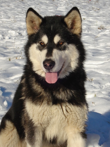 B'inupiaq of Mountain Pack